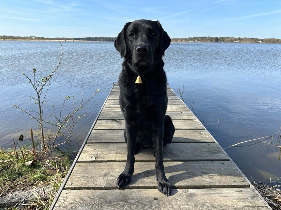 Omslagsbild från LSS-gruppens Facebookgrupp, bild på svart ledarhund som sitter på brygga med en klocka om halsen